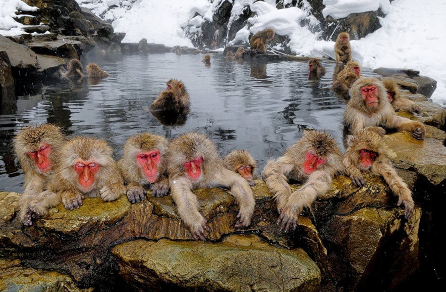 Monkeys soaking in a hot geothermal pool in the freezing snow. 